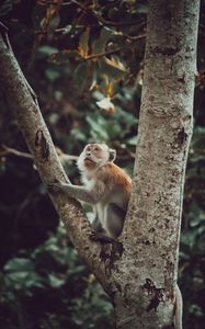 Preview wallpaper monkey, glance, cute, tree