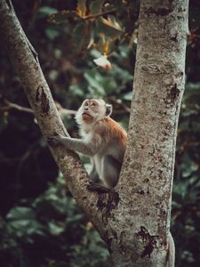 Preview wallpaper monkey, glance, cute, tree