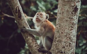 Preview wallpaper monkey, glance, cute, tree