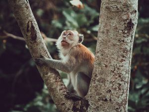 Preview wallpaper monkey, glance, cute, tree