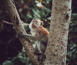 Preview wallpaper monkey, glance, cute, tree