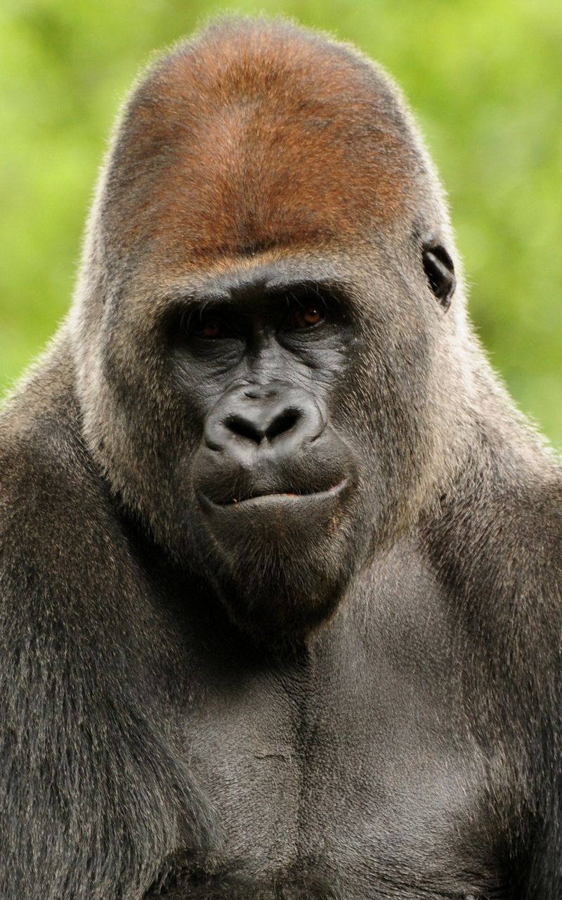 Download Wallpaper 800x1280 Monkey Gorilla Face Hair Samsung Galaxy Note Gt N7000 Meizu Mx2 Hd Background