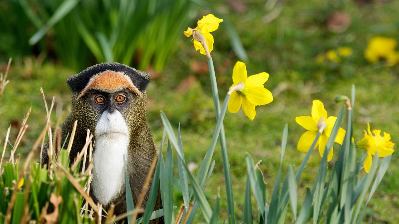 Wallpaper monkey, grass, flowers, nature