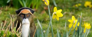 Preview wallpaper monkey, grass, flowers, nature