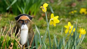 Preview wallpaper monkey, grass, flowers, nature