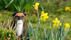 Preview wallpaper monkey, grass, flowers, nature