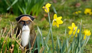 Preview wallpaper monkey, grass, flowers, nature