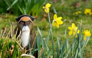 Preview wallpaper monkey, grass, flowers, nature