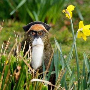 Preview wallpaper monkey, grass, flowers, nature