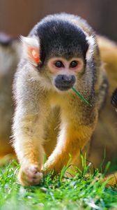 Preview wallpaper monkey, grass, walk, family, playful