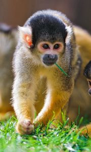 Preview wallpaper monkey, grass, walk, family, playful