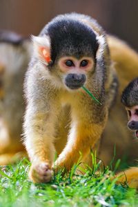 Preview wallpaper monkey, grass, walk, family, playful