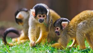 Preview wallpaper monkey, grass, walk, family, playful