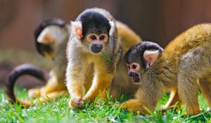 Preview wallpaper monkey, grass, walk, family, playful