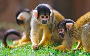 Preview wallpaper monkey, grass, walk, family, playful