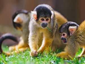 Preview wallpaper monkey, grass, walk, family, playful