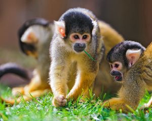 Preview wallpaper monkey, grass, walk, family, playful