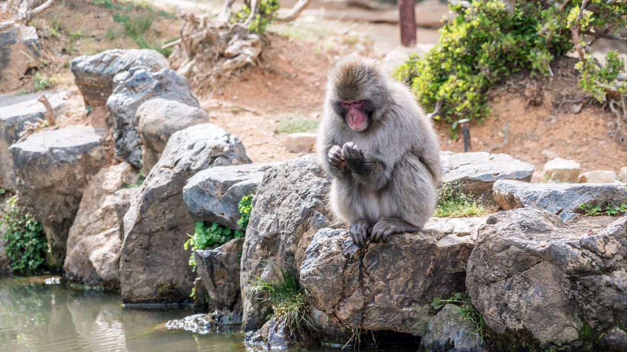 Wallpaper monkey, japan, stones