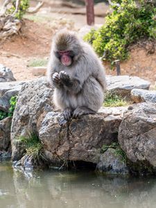 Preview wallpaper monkey, japan, stones