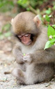 Preview wallpaper monkey, leaves, sit, small