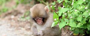 Preview wallpaper monkey, leaves, sit, small