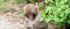 Preview wallpaper monkey, leaves, sit, small