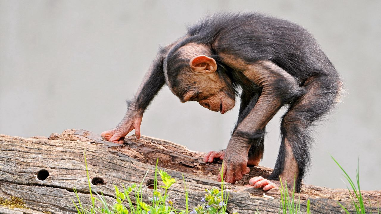 Wallpaper monkey, log, grass, chimpanzee