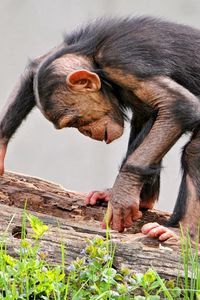 Preview wallpaper monkey, log, grass, chimpanzee