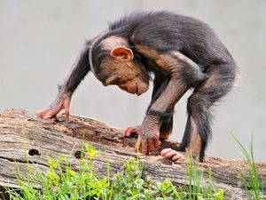 Preview wallpaper monkey, log, grass, chimpanzee