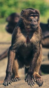 Preview wallpaper monkey, marmoset, zoo