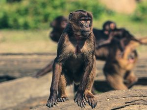 Preview wallpaper monkey, marmoset, zoo