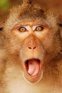 Preview wallpaper monkey, muzzle, cry, wonder