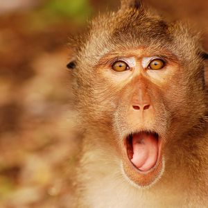 Preview wallpaper monkey, muzzle, cry, wonder