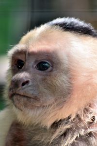Preview wallpaper monkey, muzzle, cub