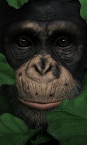 Preview wallpaper monkey, muzzle, leaves, portrait, 3d