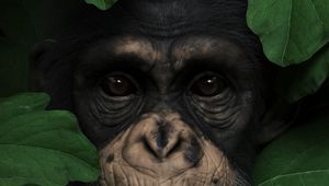 Preview wallpaper monkey, muzzle, leaves, portrait, 3d