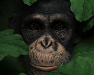 Preview wallpaper monkey, muzzle, leaves, portrait, 3d