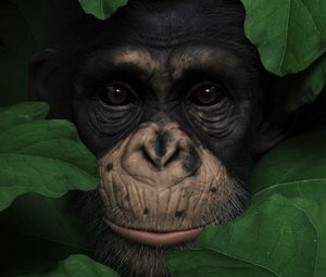 Preview wallpaper monkey, muzzle, leaves, portrait, 3d