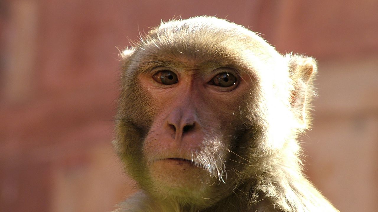 Wallpaper monkey, muzzle, wildlife