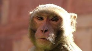 Preview wallpaper monkey, muzzle, wildlife