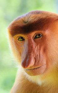 Preview wallpaper monkey, nose, muzzle