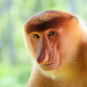 Preview wallpaper monkey, nose, muzzle