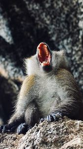 Preview wallpaper monkey, primate, aggression, open mouth