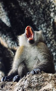 Preview wallpaper monkey, primate, aggression, open mouth