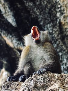 Preview wallpaper monkey, primate, aggression, open mouth