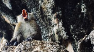 Preview wallpaper monkey, primate, aggression, open mouth