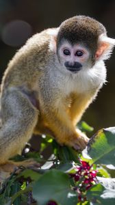 Preview wallpaper monkey, primate, animal, wildlife, branch