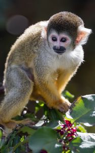 Preview wallpaper monkey, primate, animal, wildlife, branch
