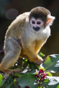 Preview wallpaper monkey, primate, animal, wildlife, branch