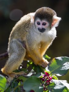 Preview wallpaper monkey, primate, animal, wildlife, branch